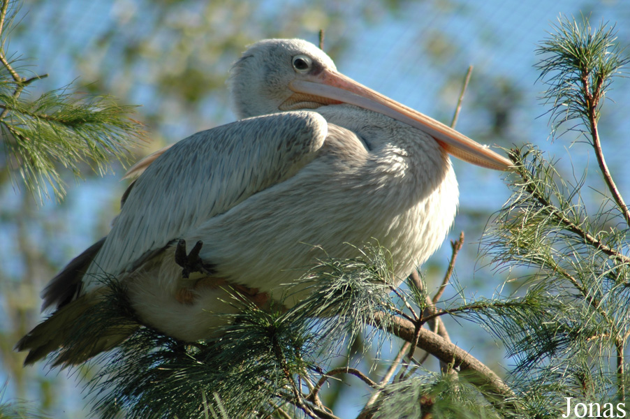 Pelecanus rufescens