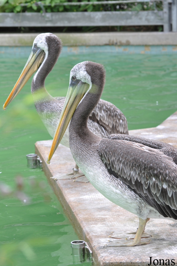 Pelecanus thagus