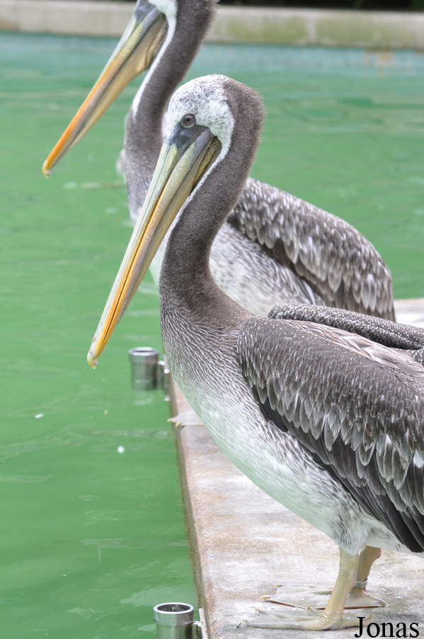 Pelecanus thagus