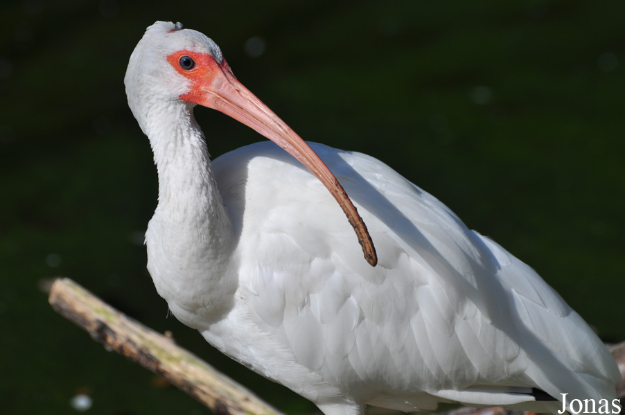 Eudocimus albus