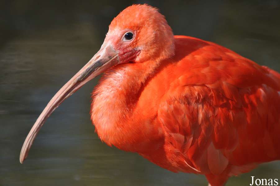 Eudocimus ruber