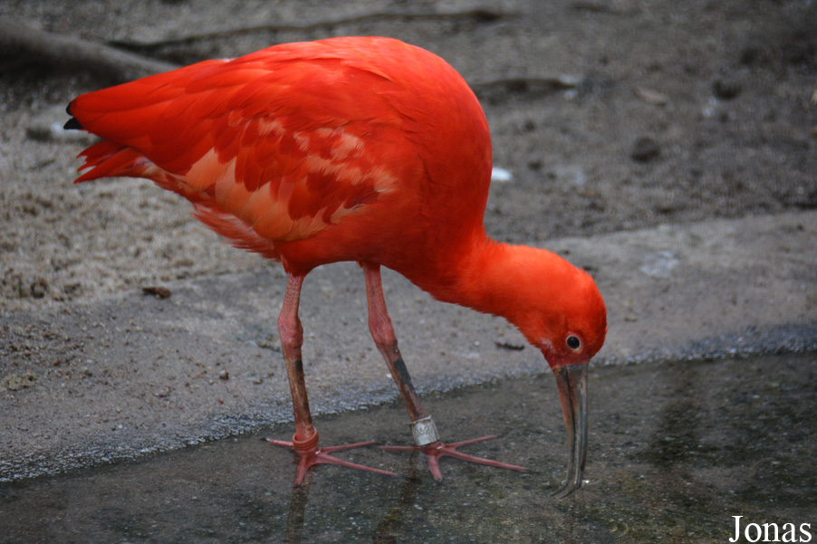 Eudocimus ruber