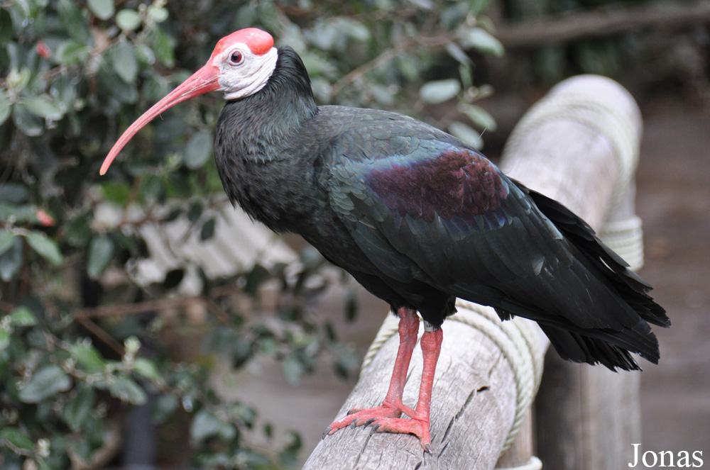 Geronticus calvus