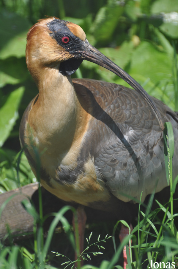 Theristicus melanopis