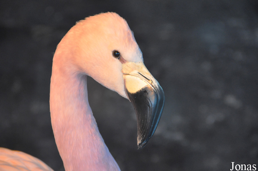 Phoenicoparrus andinus