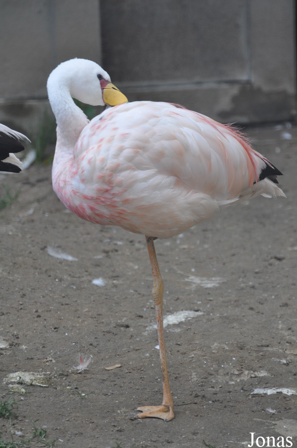 Phoenicoparrus jamesi