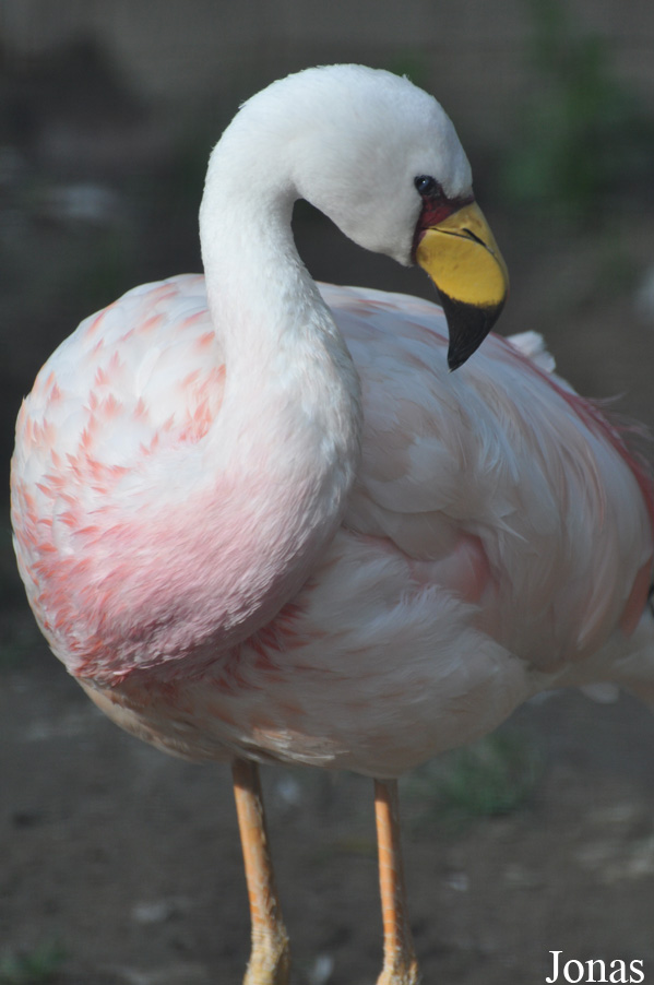 Phoenicoparrus jamesi