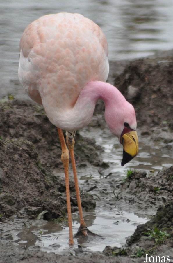 Phoenicoparrus jamesi