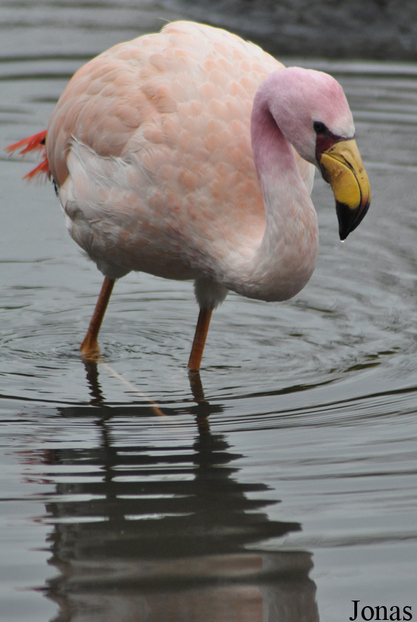 Phoenicoparrus jamesi
