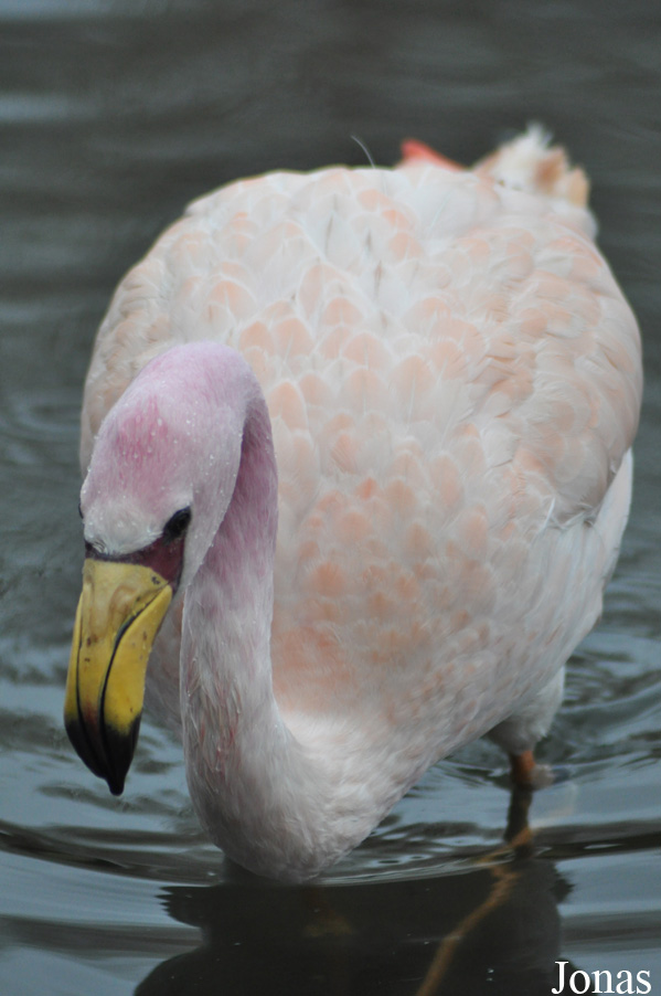 Phoenicoparrus jamesi
