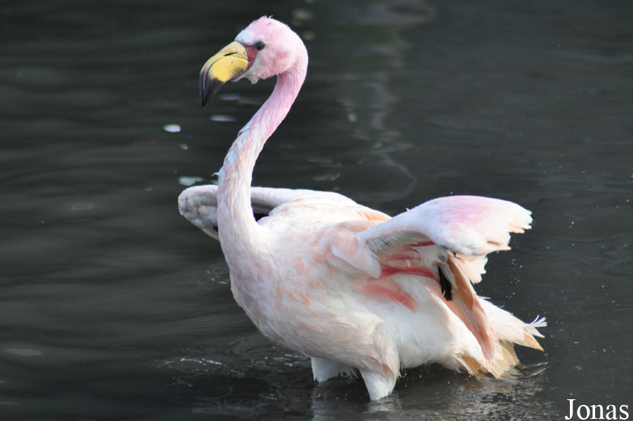 Phoenicoparrus jamesi