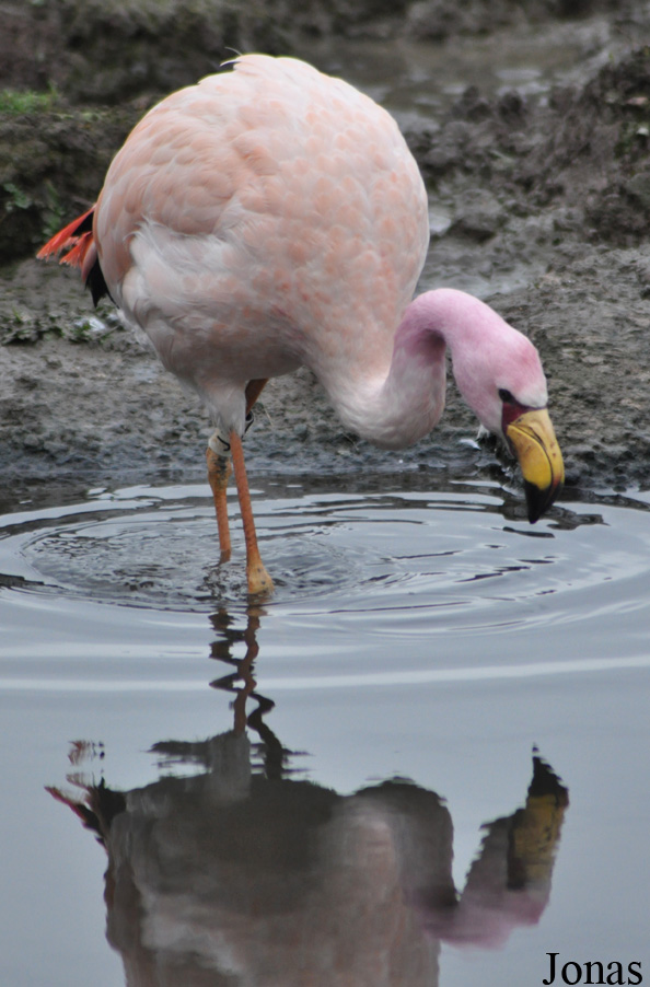Phoenicoparrus jamesi