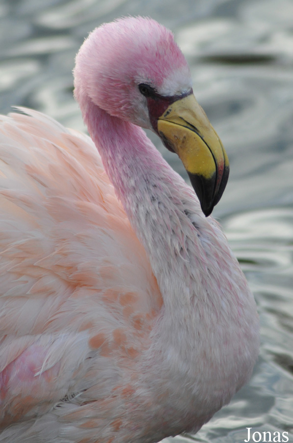 Phoenicoparrus jamesi