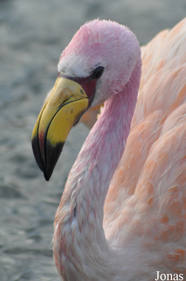 Phoenicoparrus jamesi