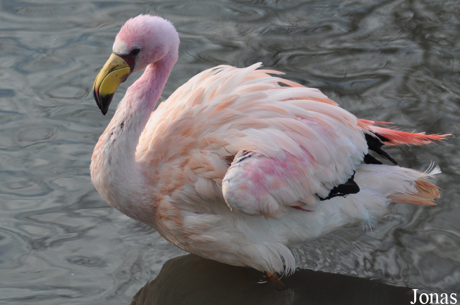 Phoenicoparrus jamesi