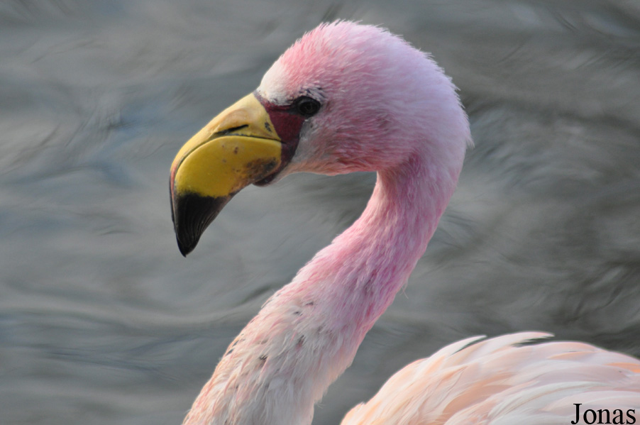 Phoenicoparrus jamesi