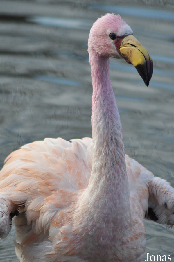 Phoenicoparrus jamesi