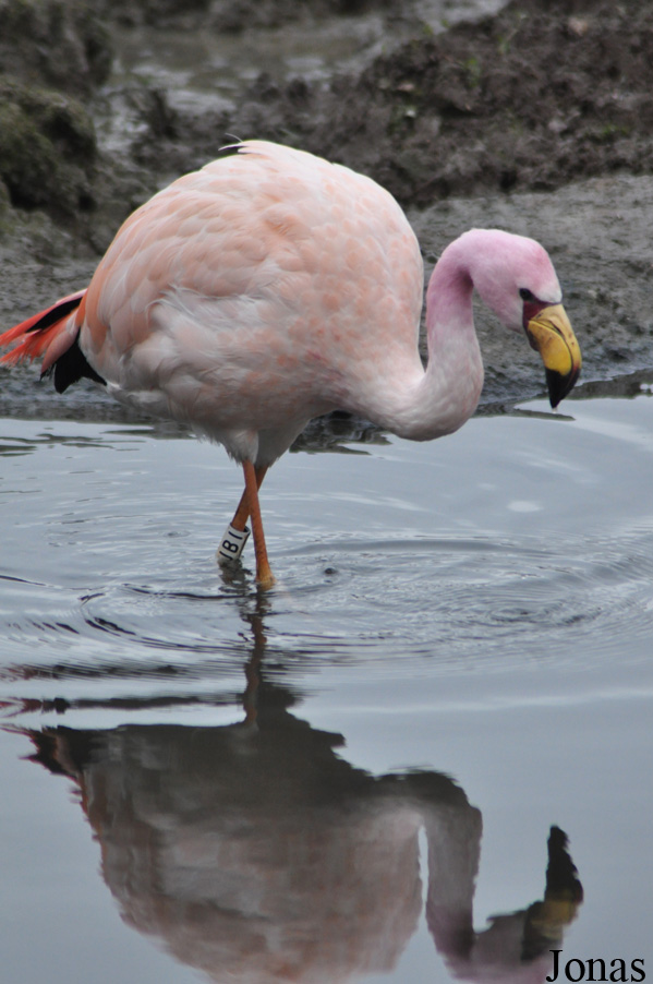 Phoenicoparrus jamesi