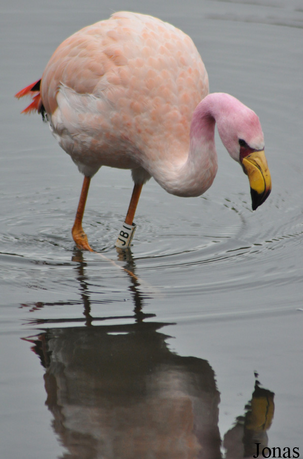 Phoenicoparrus jamesi