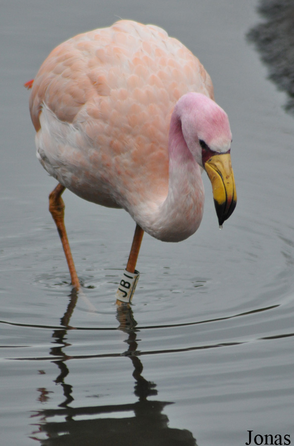 Phoenicoparrus jamesi