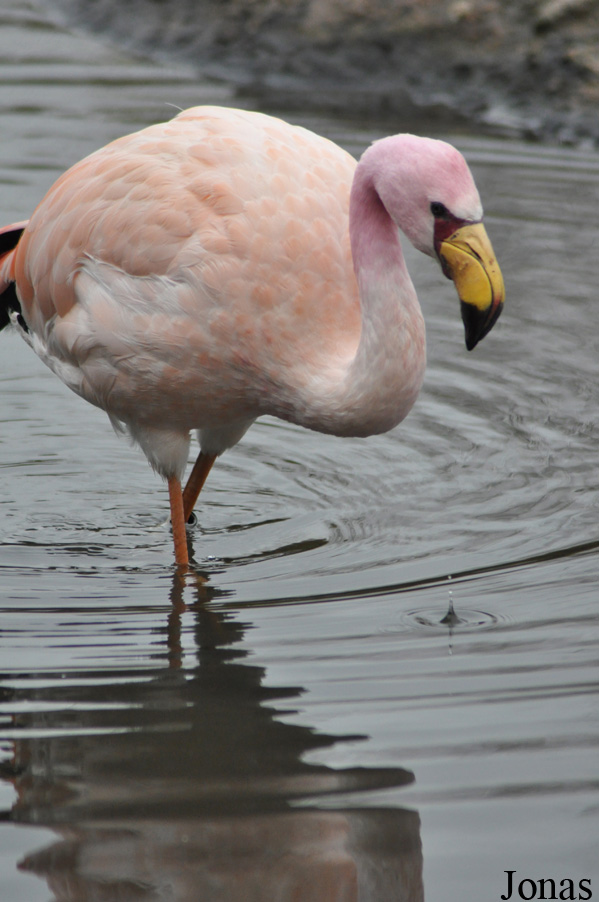 Phoenicoparrus jamesi