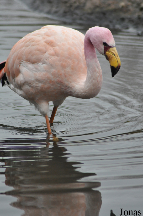 Phoenicoparrus jamesi