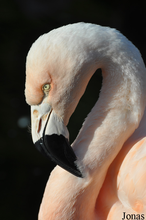Phoenicopterus chilensis