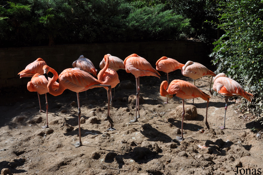 Phoenicopterus chilensis