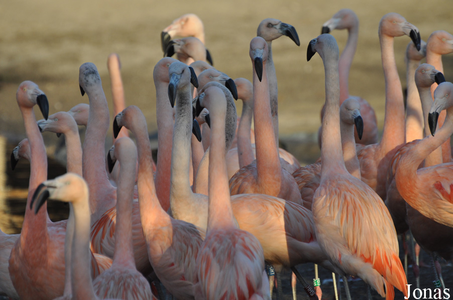 Phoenicopterus chilensis