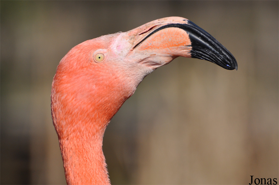 Phoenicopterus hybride
