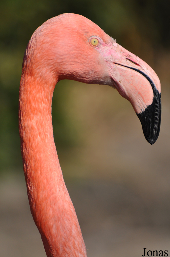 Phoenicopterus hybride
