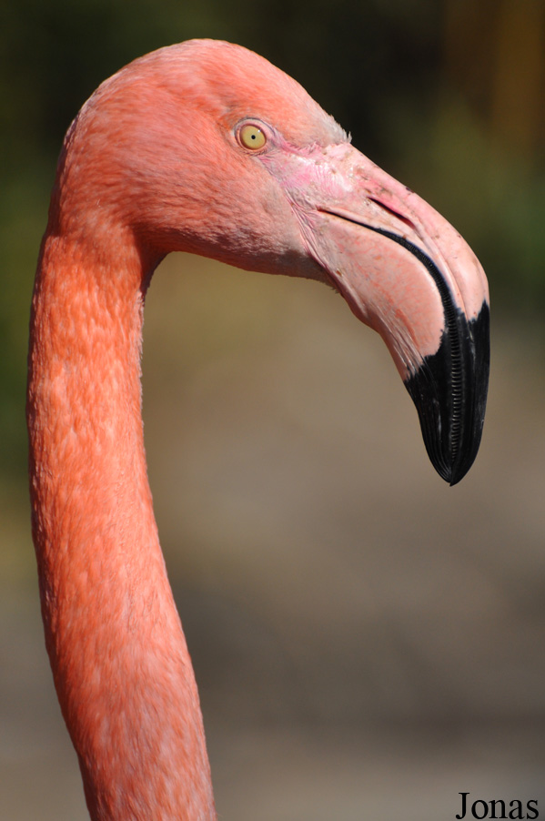 Phoenicopterus hybride