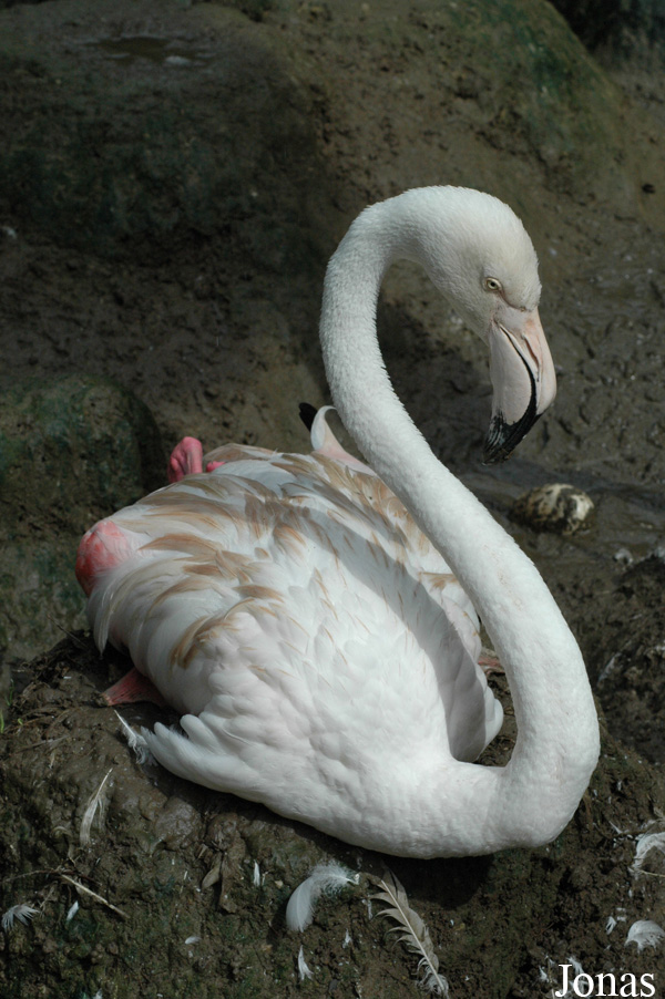 Phoenicopterus roseus