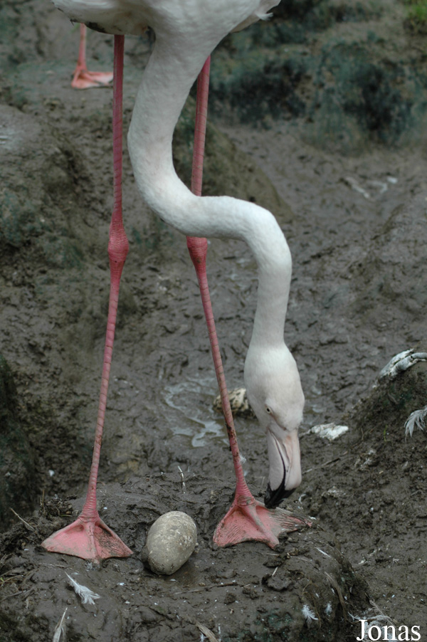 Phoenicopterus roseus