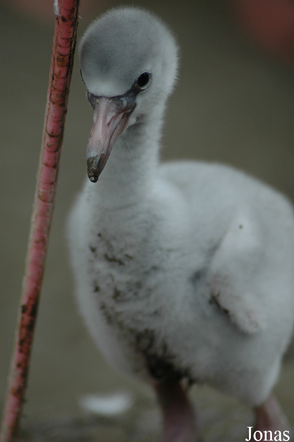 Phoenicopterus roseus