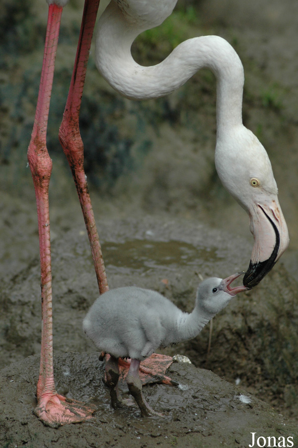 Phoenicopterus roseus