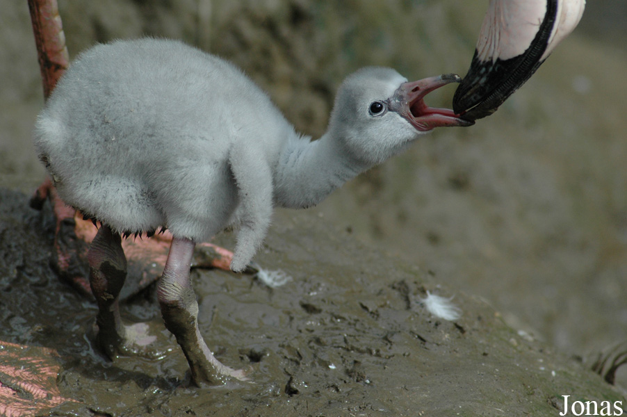 Phoenicopterus roseus