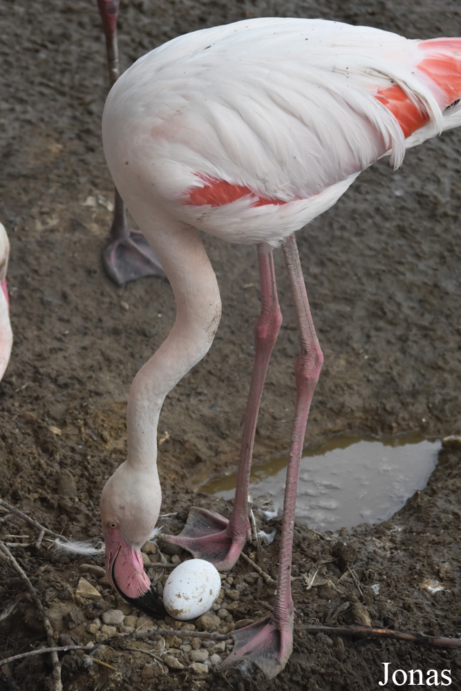 Phoenicopterus roseus