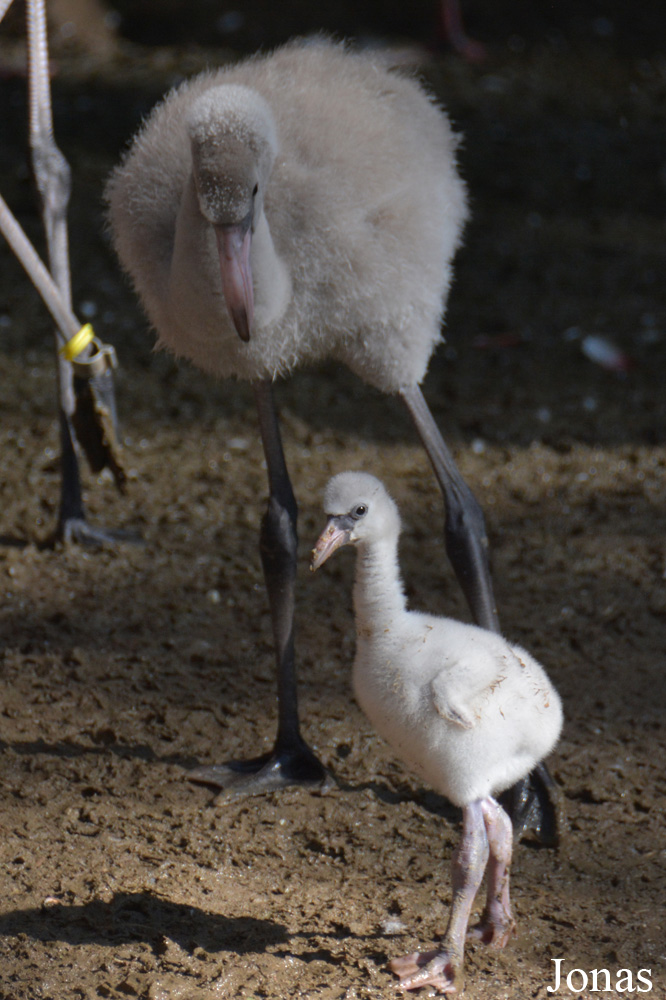 Phoenicopterus roseus