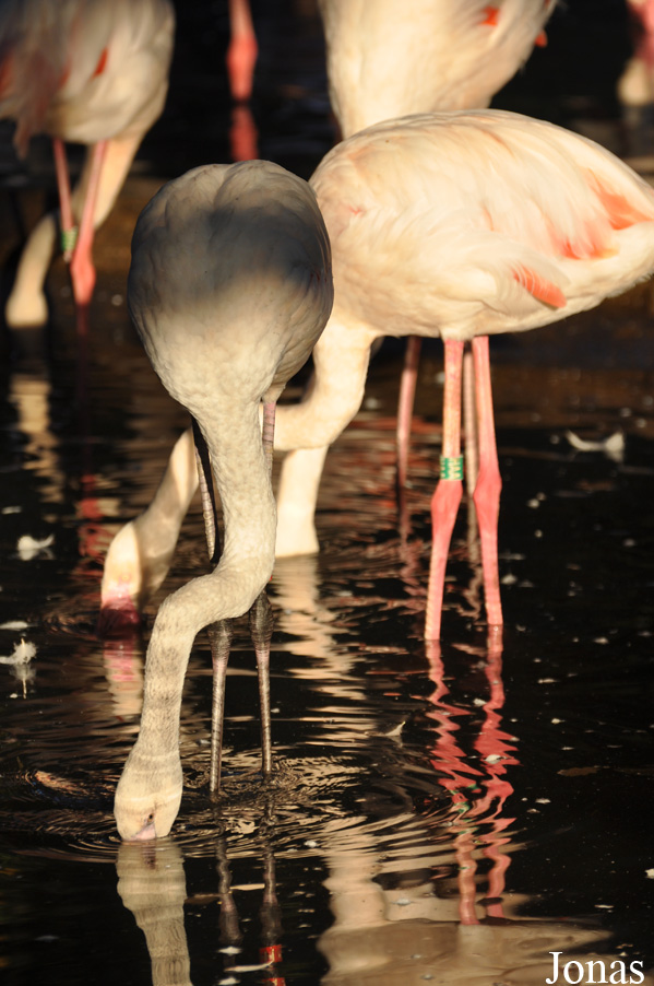 Phoenicopterus roseus