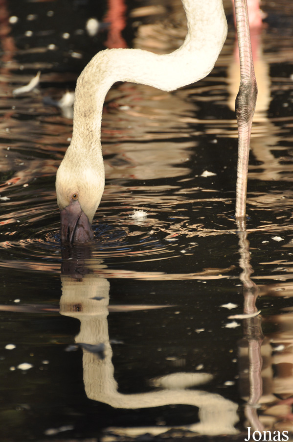 Phoenicopterus roseus