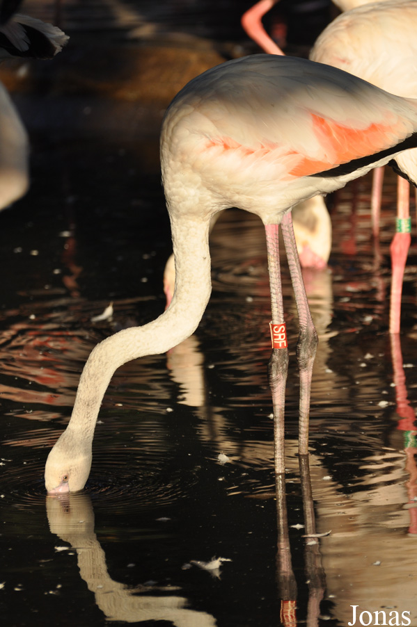 Phoenicopterus roseus