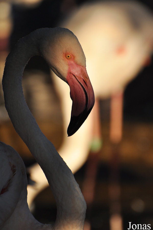 Phoenicopterus roseus