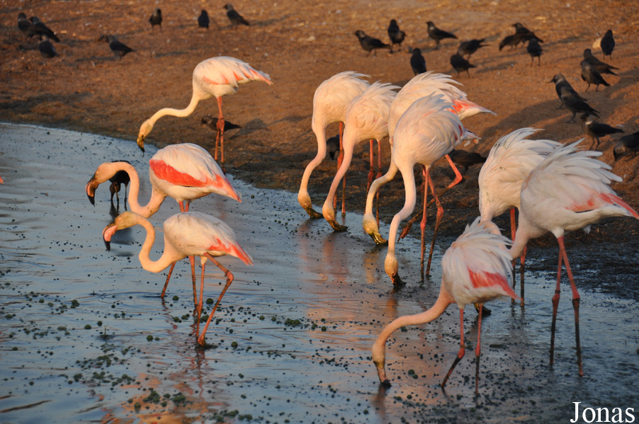 Phoenicopterus roseus
