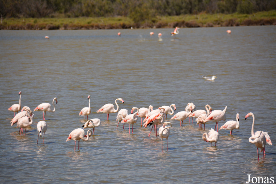 Phoenicopterus roseus