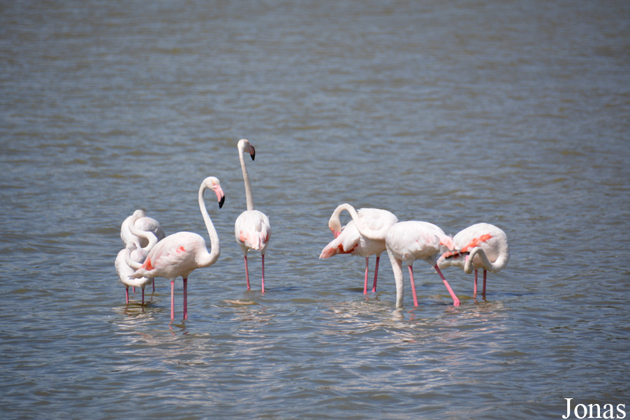 Phoenicopterus roseus