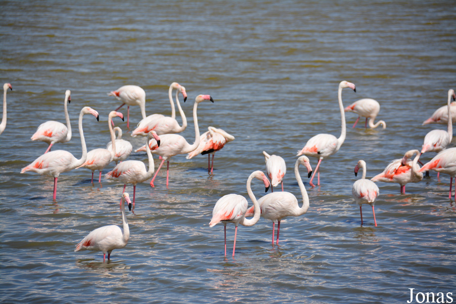 Phoenicopterus roseus