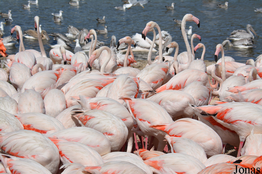 Phoenicopterus roseus