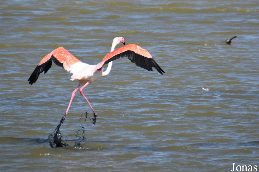 Phoenicopterus roseus