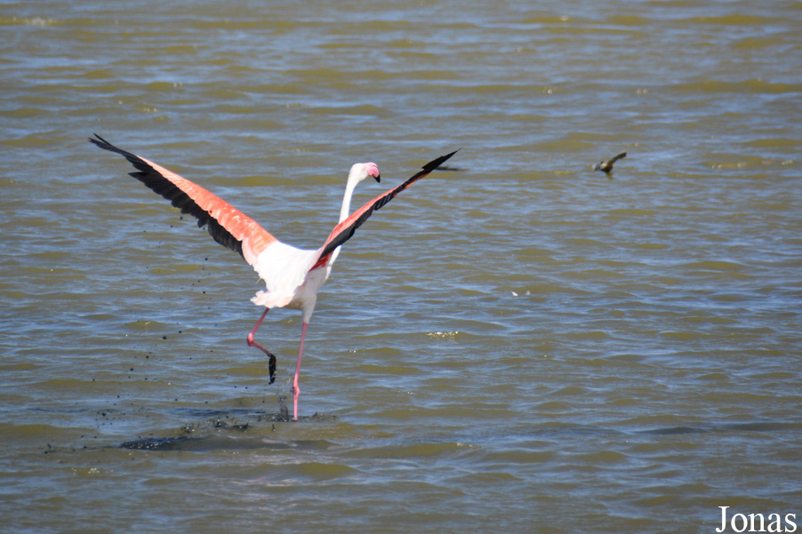 Phoenicopterus roseus